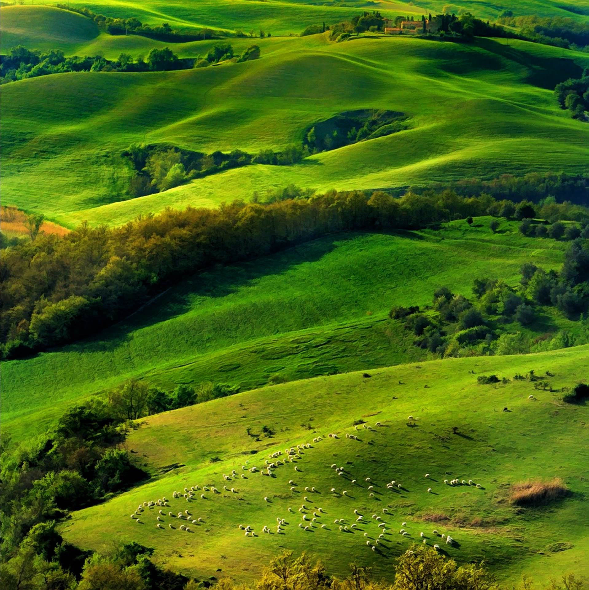 pemandangan hijau padang rumput | wallpaper.sc Android
