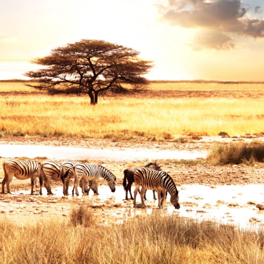 pemandangan Savannah Android SmartPhone Wallpaper