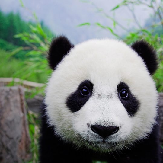 panda hewan Android SmartPhone Wallpaper