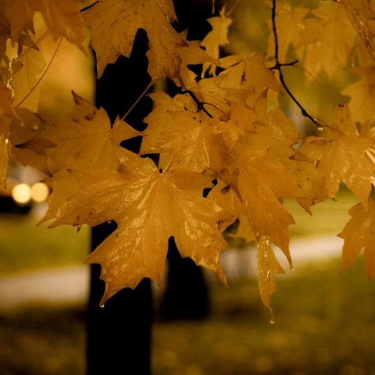 daun musim gugur kuning alami Android SmartPhone Wallpaper