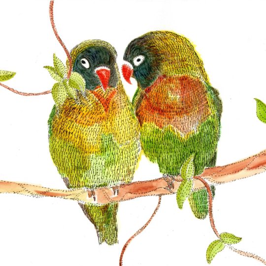 gambar burung hewan Android SmartPhone Wallpaper
