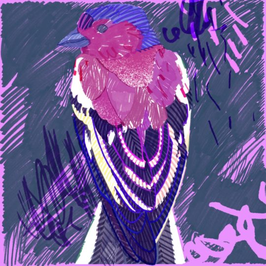 gambar burung hewan ungu Android SmartPhone Wallpaper
