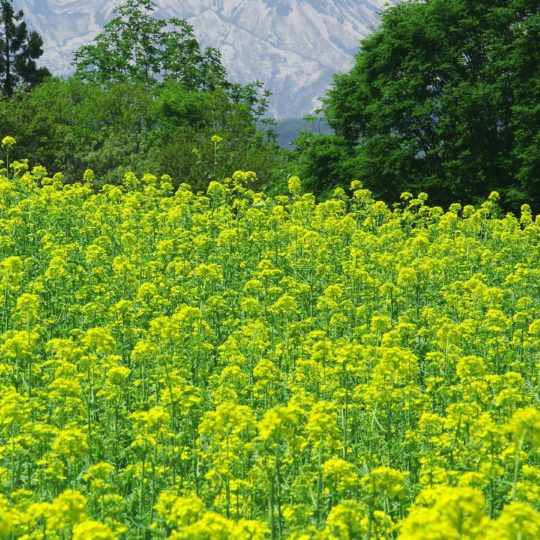 Pemandangan hijau taman bunga Android SmartPhone Wallpaper