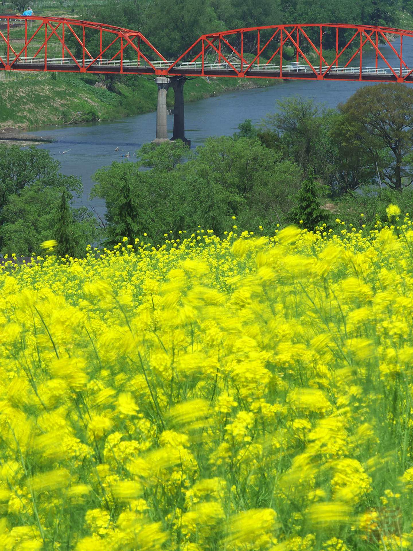 pemandangan taman bunga kuning | wallpaper.sc Android