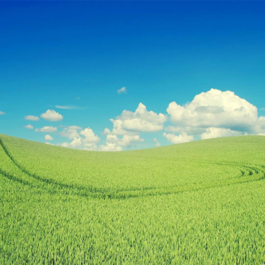 pemandangan hijau padang rumput Android SmartPhone Wallpaper