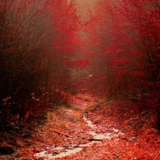pemandangan musim gugur daun merah Android SmartPhone Wallpaper