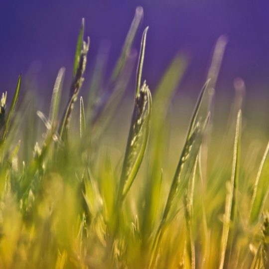 hijau rumput alam Android SmartPhone Wallpaper
