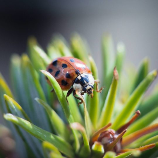 ladybug hewan Android SmartPhone Wallpaper