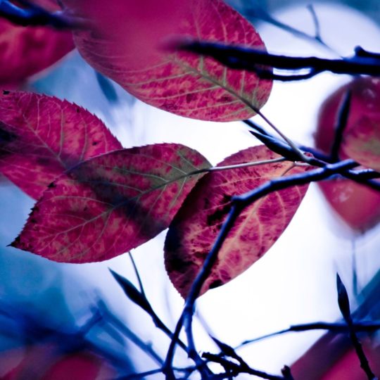 daun musim gugur merah alami Android SmartPhone Wallpaper