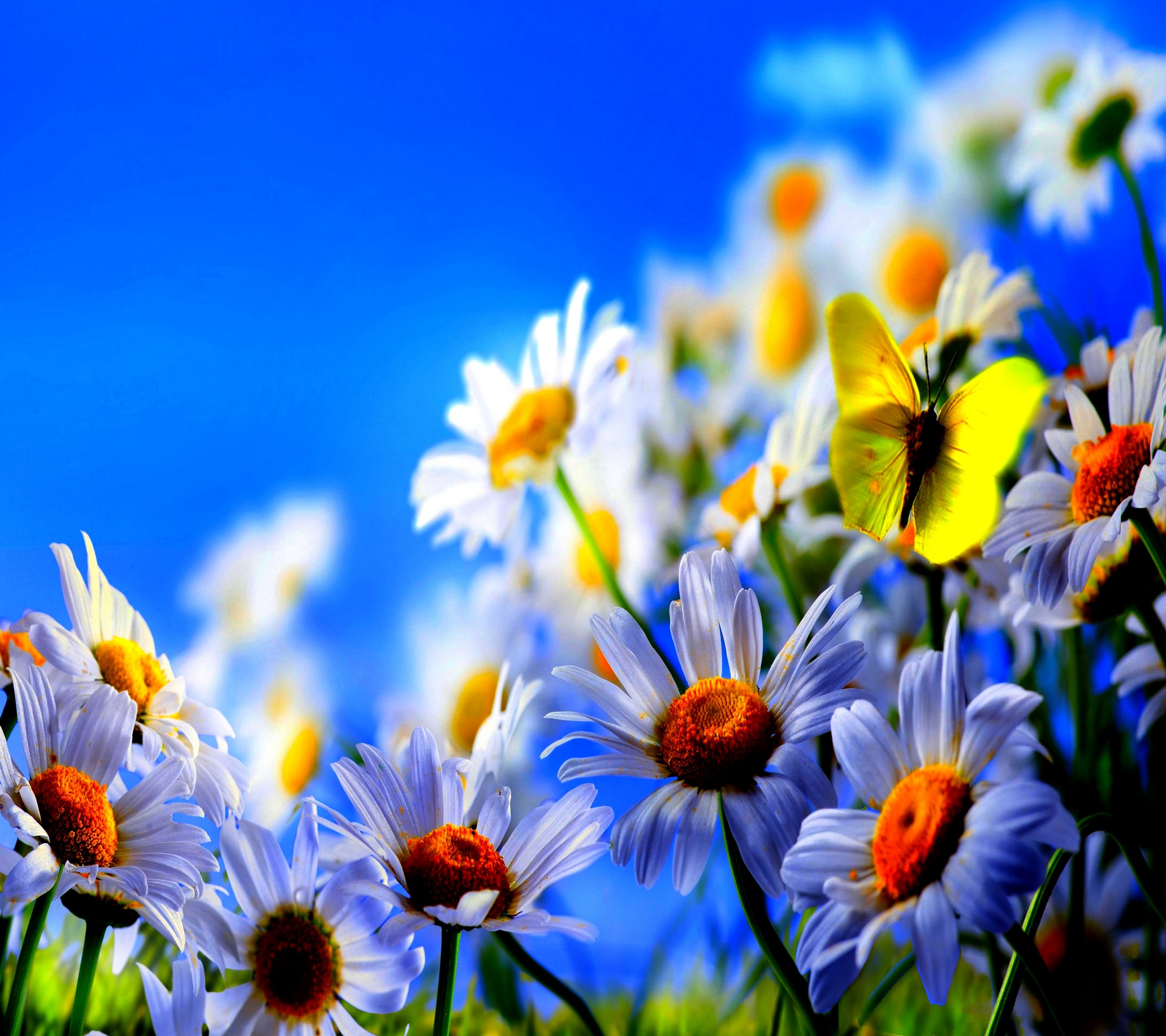 bunga alami biru  putih  wallpaper  sc Android