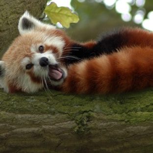 panda merah hewan Apple Watch photo face Wallpaper