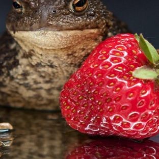 Hewan stroberi katak makanan Apple Watch photo face Wallpaper
