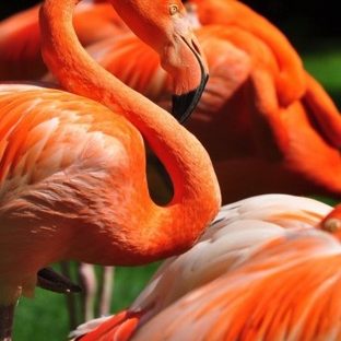 animal Flamingo Apple Watch photo face Wallpaper