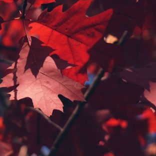 daun musim gugur merah alami Apple Watch photo face Wallpaper