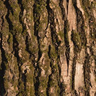 Lumut-lumut pohon coklat hijau Apple Watch photo face Wallpaper