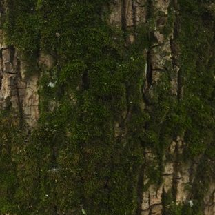 Lumut-lumut pohon coklat hijau Apple Watch photo face Wallpaper