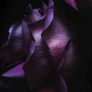 Bunga ungu hitam Apple Watch photo face Wallpaper