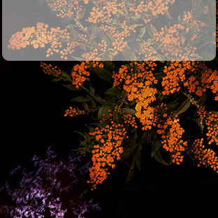 Bunga hitam oranye rak Apple Watch photo face Wallpaper