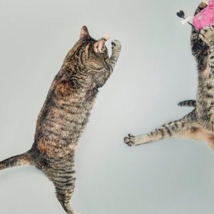 kucing hewan melompat Apple Watch photo face Wallpaper
