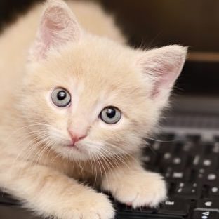 Kucing hewan wanita-ramah Keyboard Apple Watch photo face Wallpaper