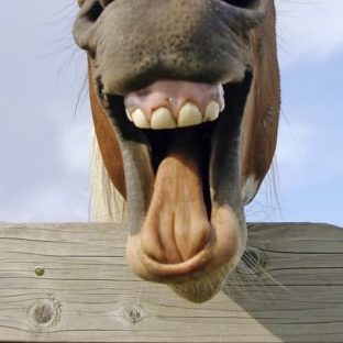 Kuda coklat hewan Apple Watch photo face Wallpaper