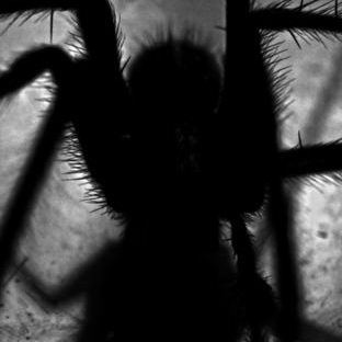 Spider bayangan hitam Apple Watch photo face Wallpaper