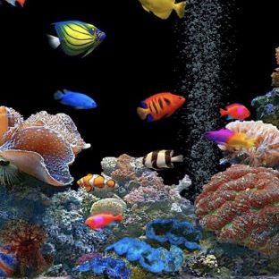 tangki akuarium yang berwarna-warni Apple Watch photo face Wallpaper