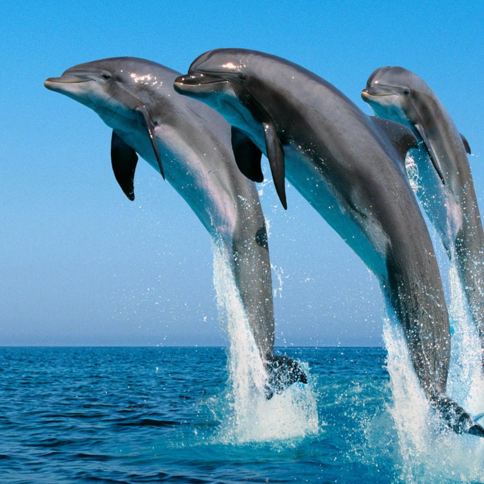 Живая природа дельфины. Дельфины в море. Дельфин в море. Красивые дельфины. Морские животные дельфины.