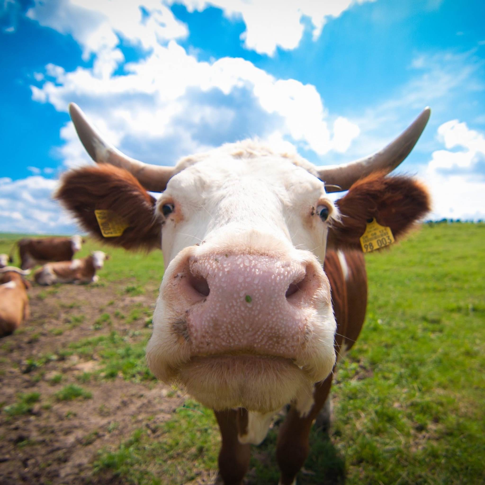 sapi hewan | wallpaper.sc iPad Tablet