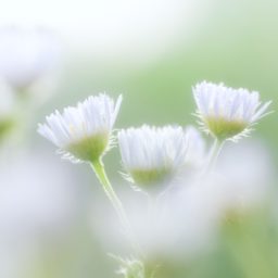 putih bunga alami iPad / Air / mini / Pro Wallpaper