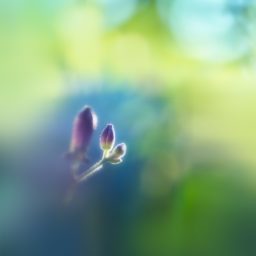 bunga alami ungu iPad / Air / mini / Pro Wallpaper