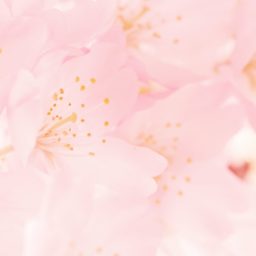 bunga merah muda alami iPad / Air / mini / Pro Wallpaper