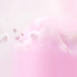bunga merah muda alami iPad / Air / mini / Pro Wallpaper