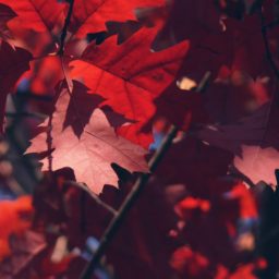 daun musim gugur merah alami iPad / Air / mini / Pro Wallpaper