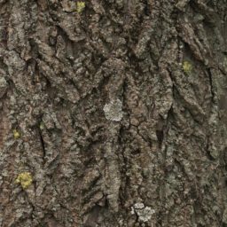 Lumut-lumut pohon coklat hijau iPad / Air / mini / Pro Wallpaper