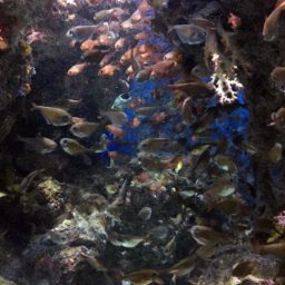 ikan tropis hewan kelompok air tropis Taman iPad / Air / mini / Pro Wallpaper