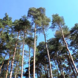 pemandangan Langit tree hutan iPad / Air / mini / Pro Wallpaper