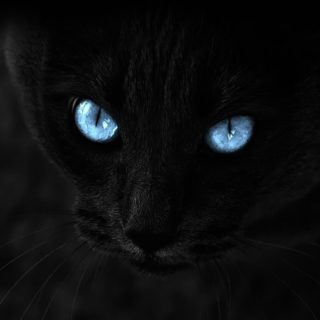 Kucing hitam iPhone4s Wallpaper