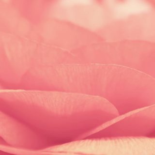 bunga merah muda alami iPhone4s Wallpaper