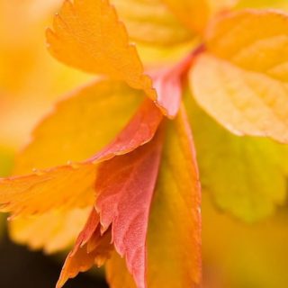 daun musim gugur kuning alami iPhone4s Wallpaper