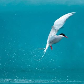 Hewan burung putih iPhone4s Wallpaper