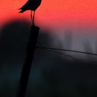hewan Burung iPhone4s Wallpaper