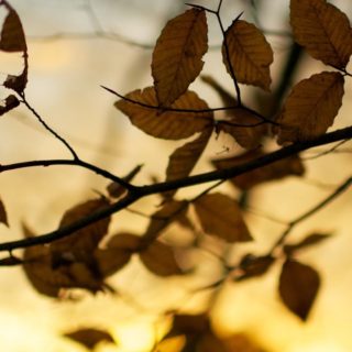 daun musim gugur kuning alami iPhone4s Wallpaper