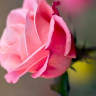 bunga merah muda alami iPhone4s Wallpaper