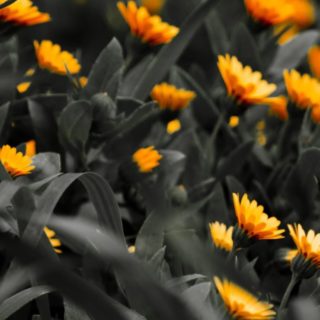 oranye bunga alami iPhone4s Wallpaper