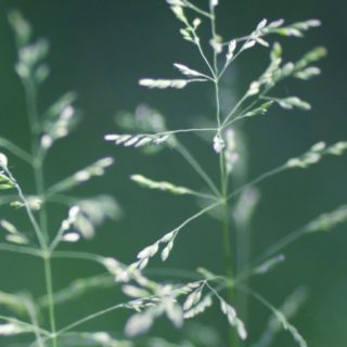 hijau rumput alam iPhone4s Wallpaper