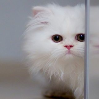 kucing putih iPhone4s Wallpaper