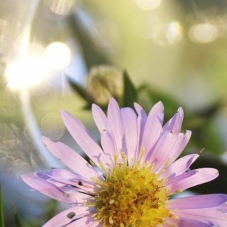 bunga alami ungu iPhone4s Wallpaper