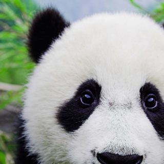 panda hewan iPhone4s Wallpaper