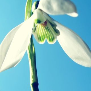 putih bunga alami iPhone4s Wallpaper